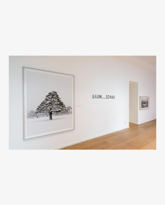 Baum Schau Ausstellungen Kunsthaus Kollitsch